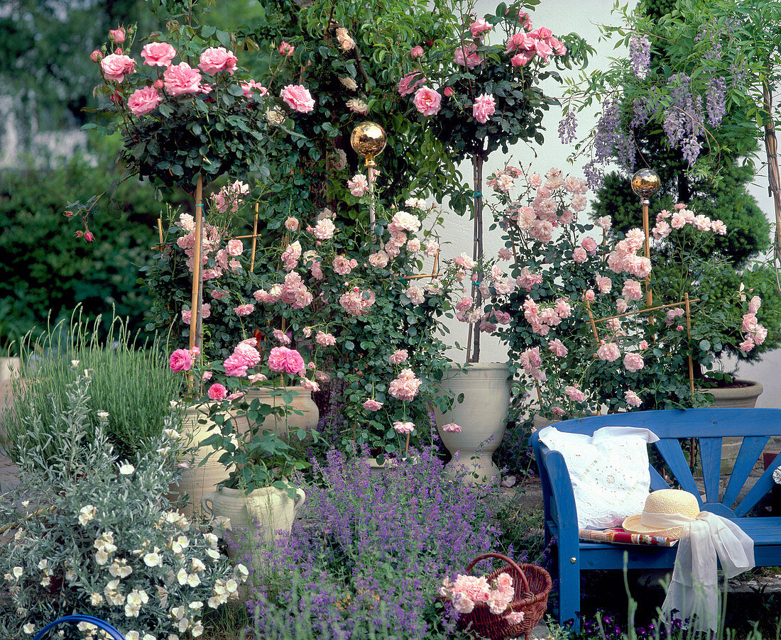 Stammrose 'Piroschka', Strauchrose 'Bonica',