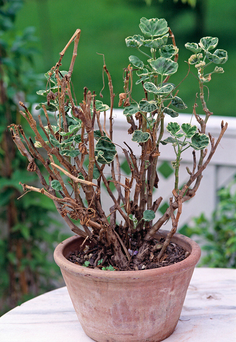 Overgrown geranium before pruning