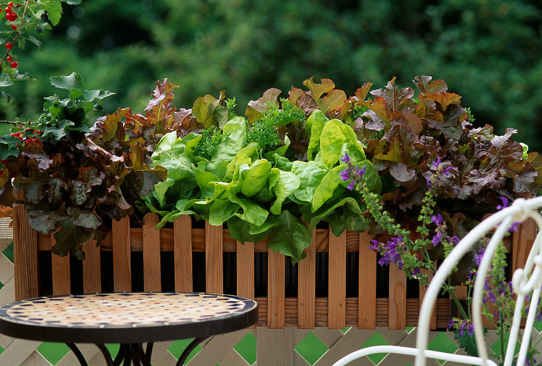 Salad in the balcony box