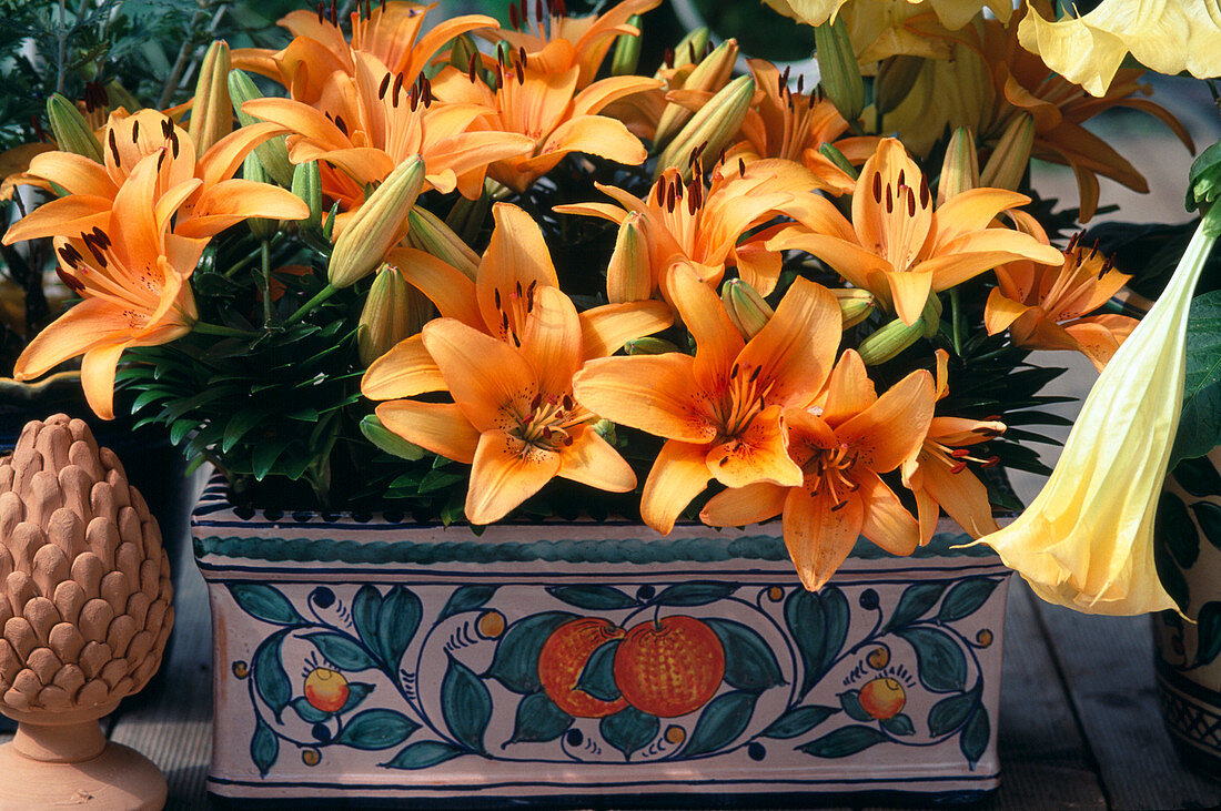 Lilium (Lilien) mit kurzen Stielen im Keramik-Kasten