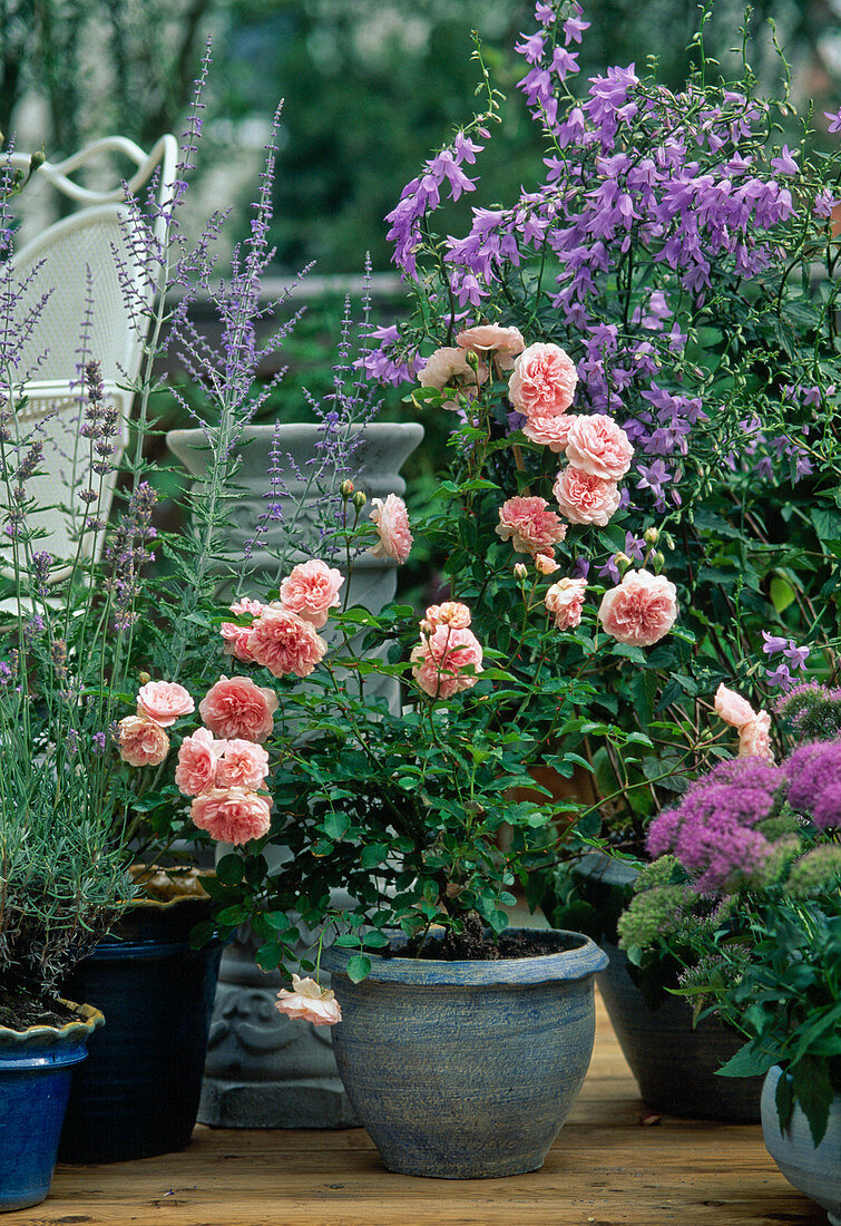 Rose 'Granny', Campanula latifolia, Bellflower