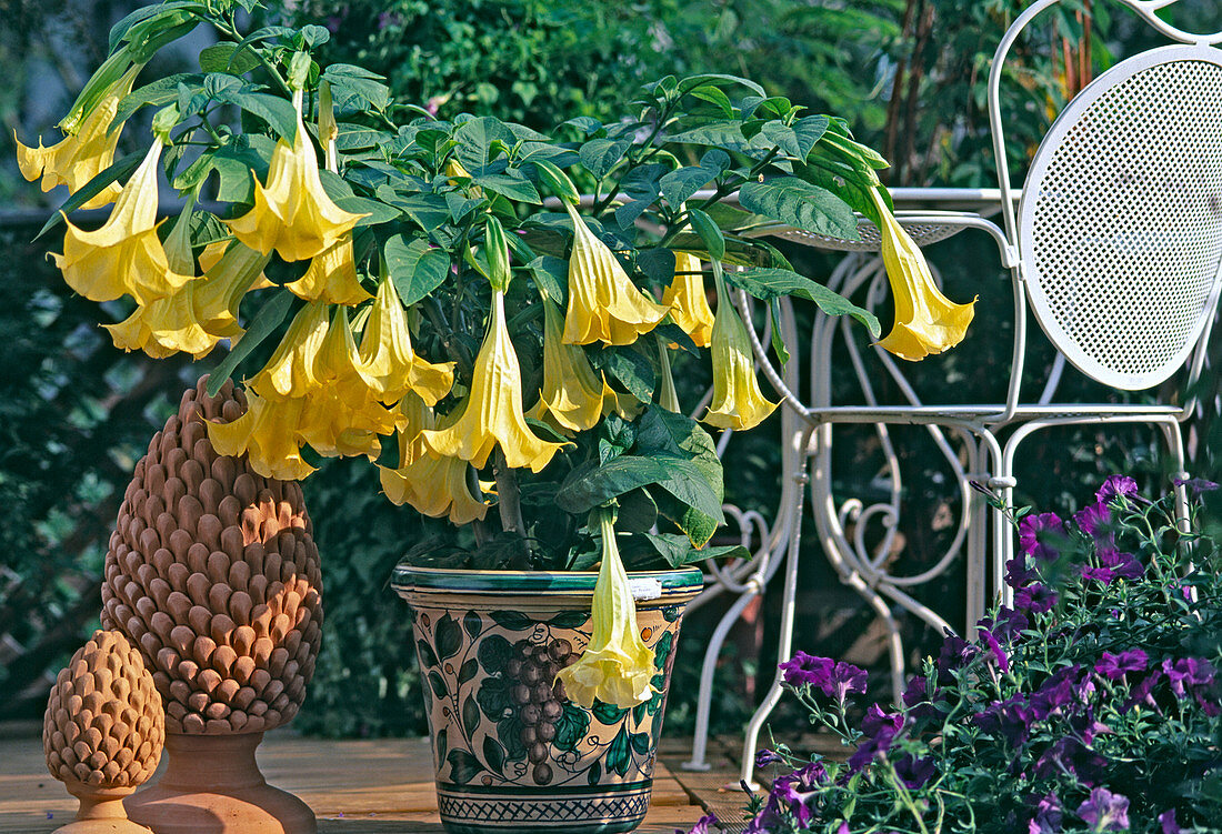 Stechapfel (Datura suaveolens)