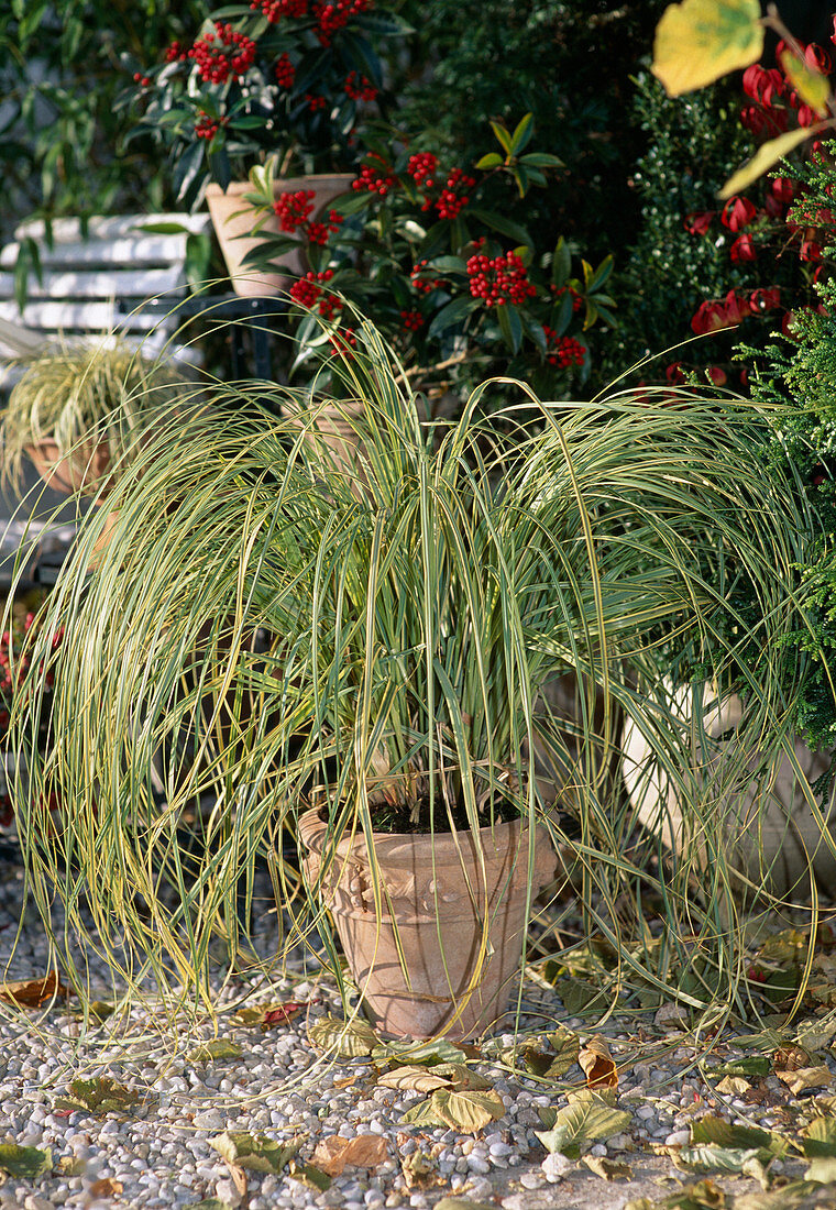 Cortaderia sellowiana 'Variegata' (variegated pampas grass)