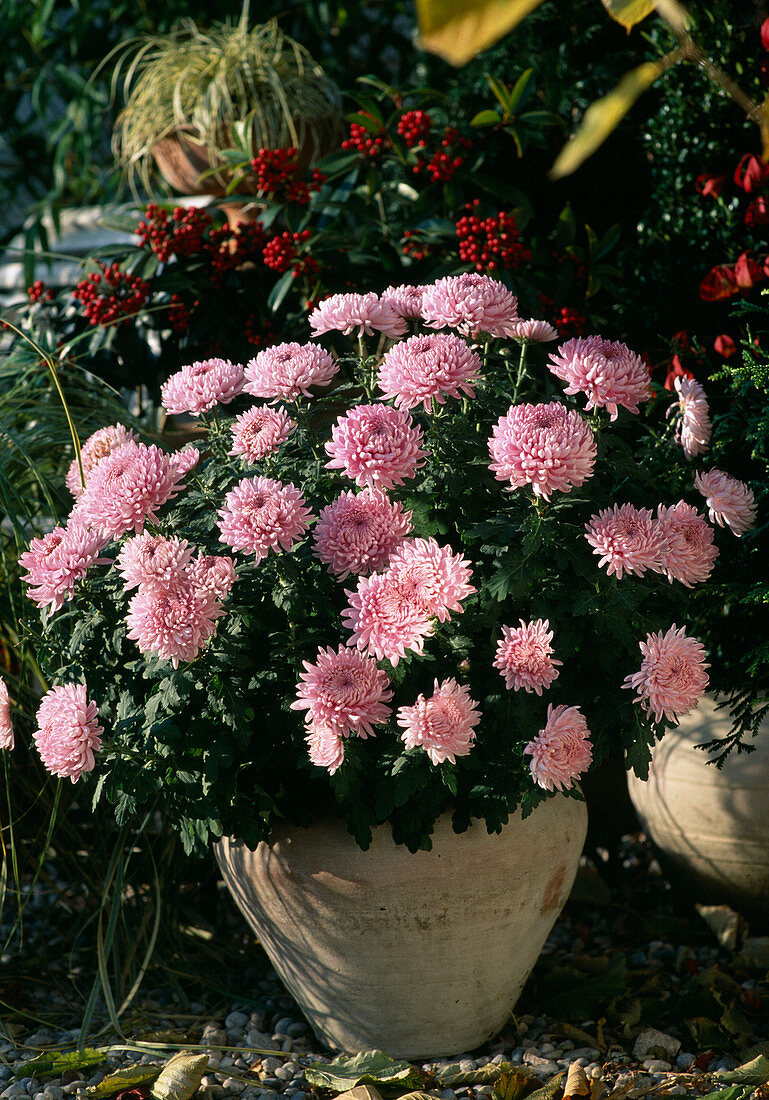 Dendranthema indicum, autumn chrysanthemum