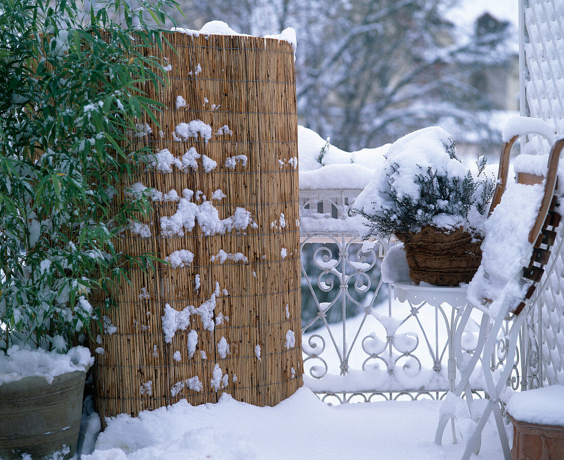 Winter balcony, plants sintered with bamboo mat
