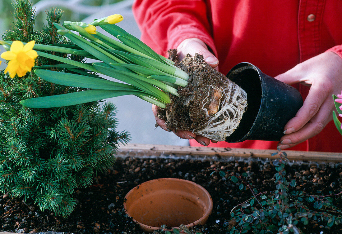 Permanent planting with woody plants