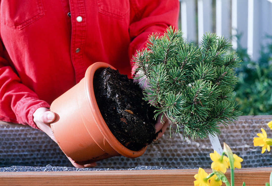 Permanent planting with woody plants