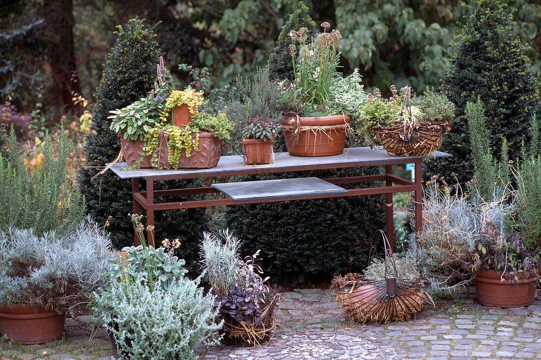 Autumn perennials in baskets and pots