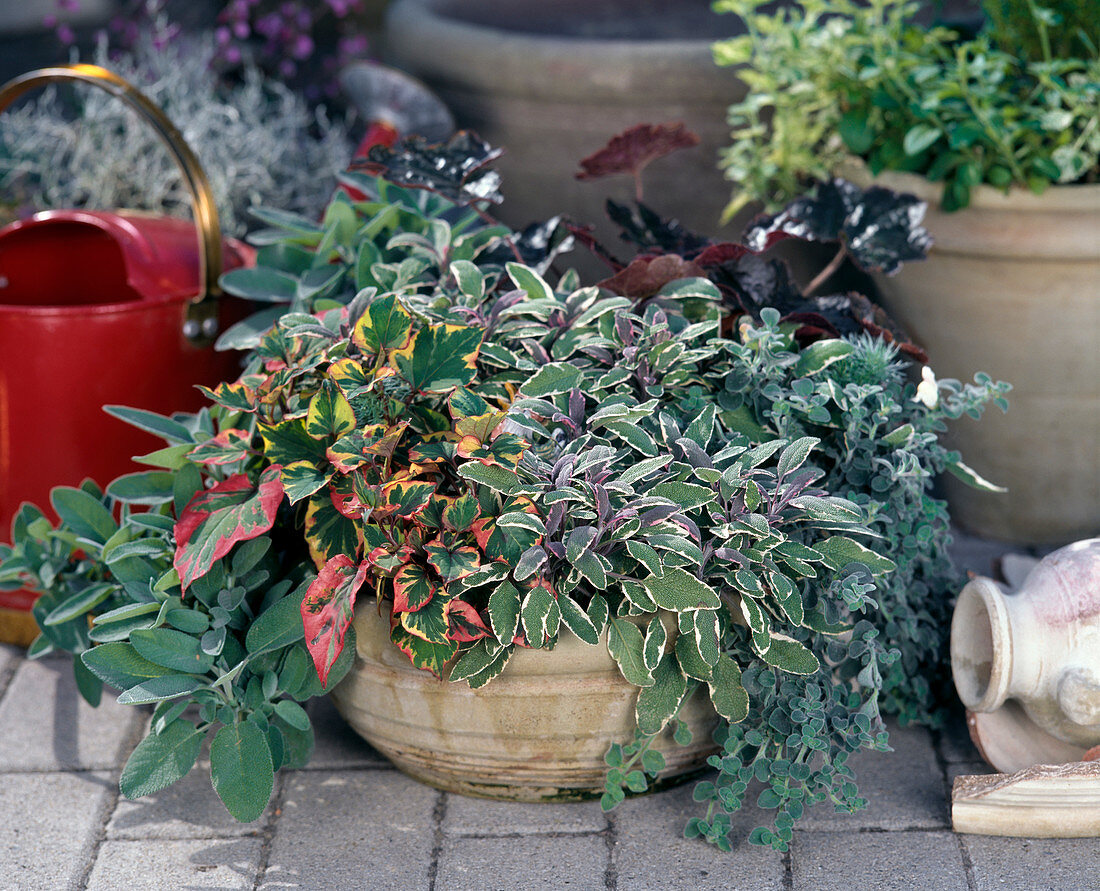 Schale mit Blattpflanzen: Houttuynia cordata 'Chameleon'