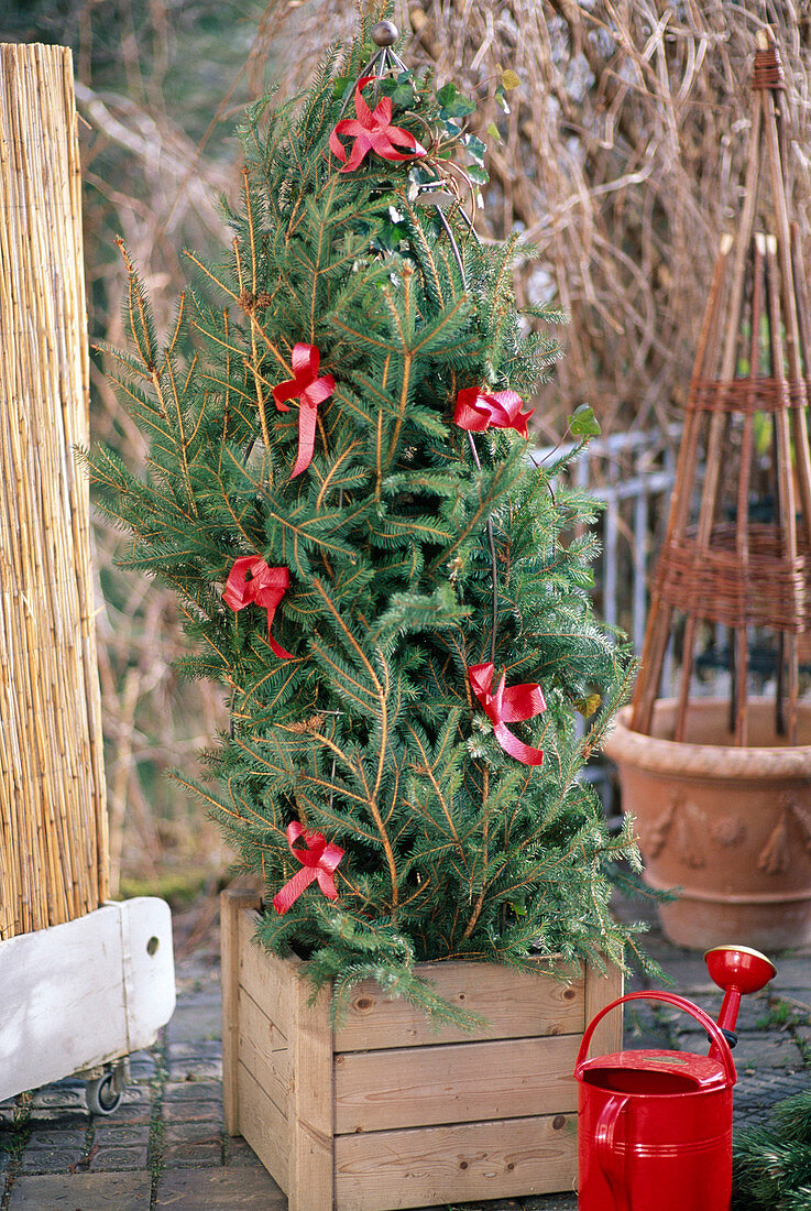 Winter protection for roses with fir branches
