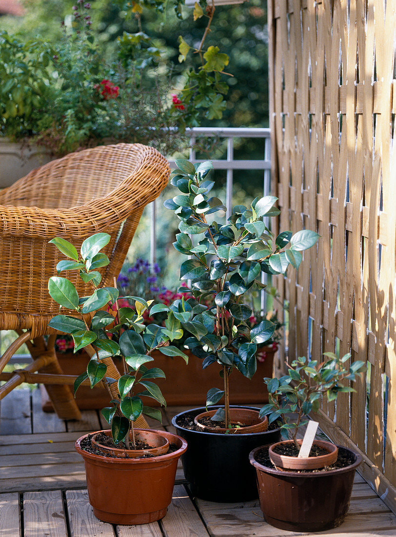 Camellias on the balcony in summer