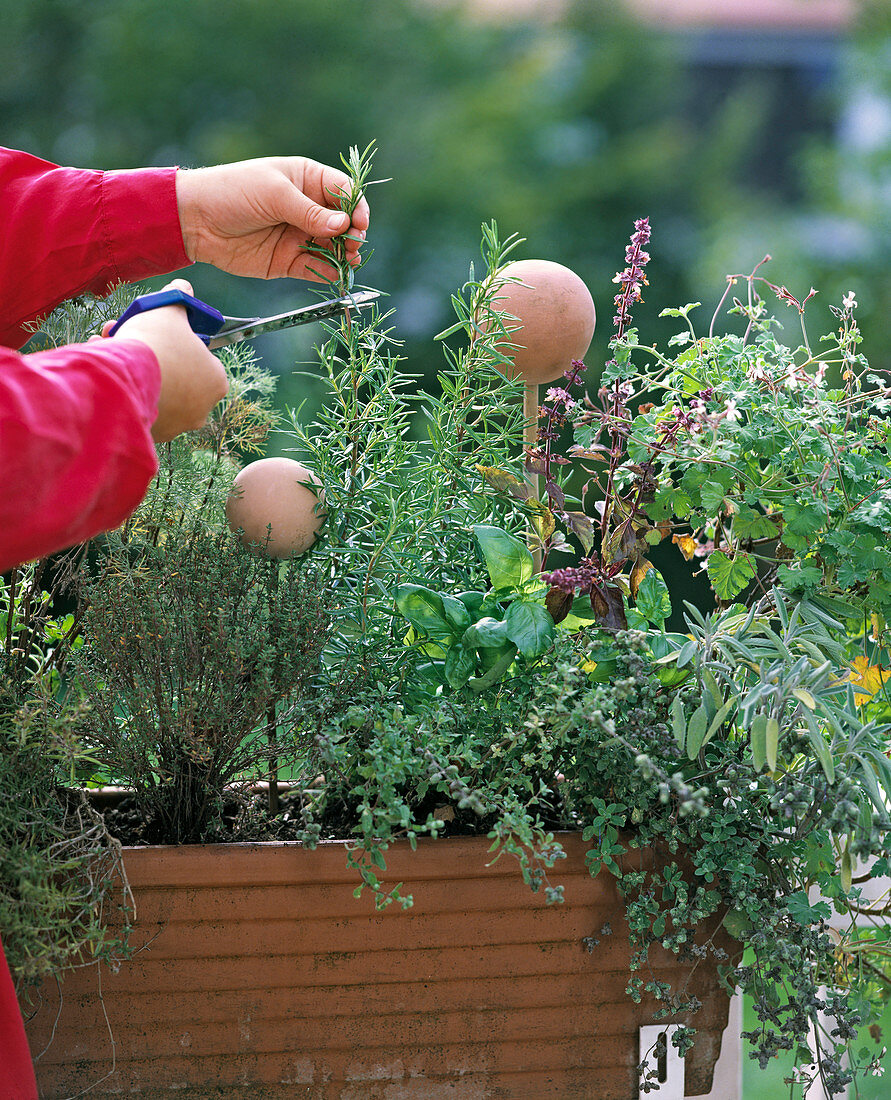 Herbs need to flower before