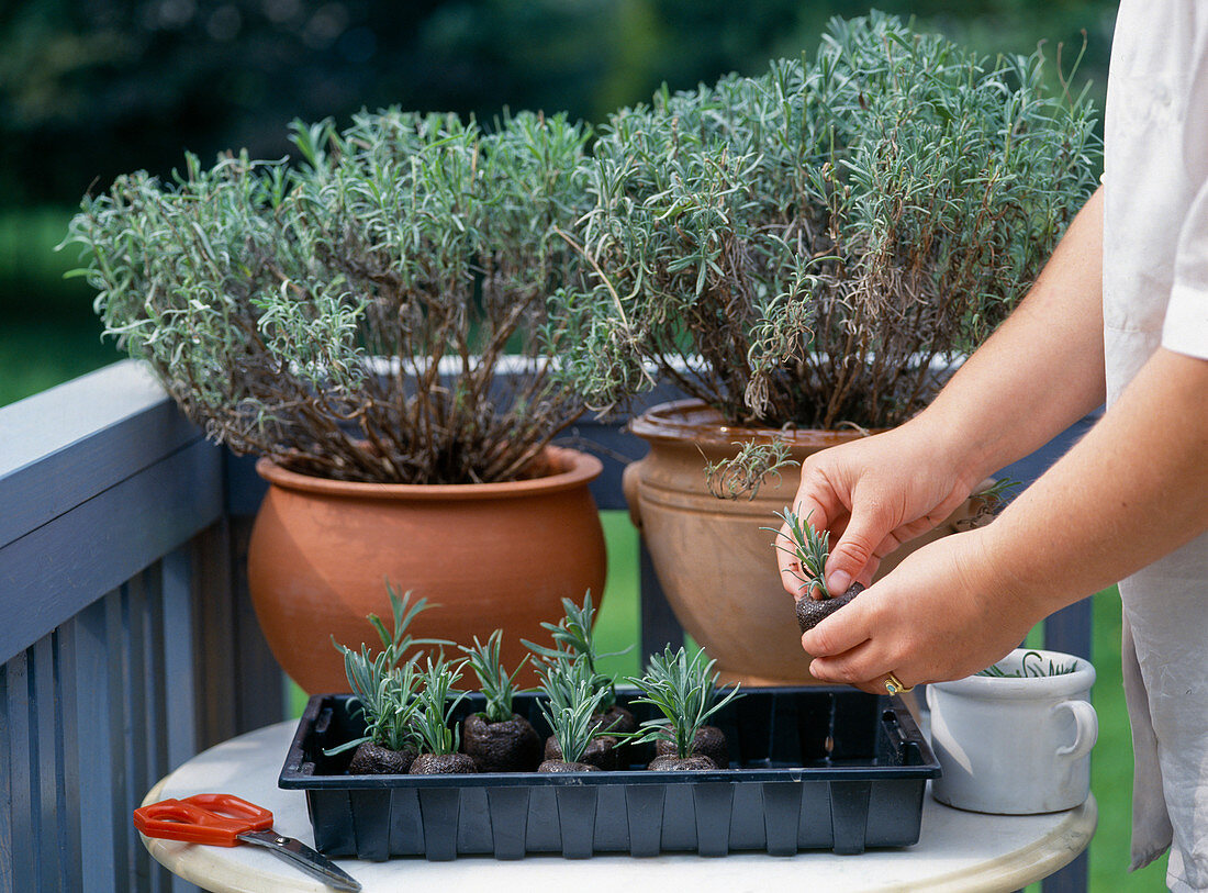 Lavender cuttings in peat spring