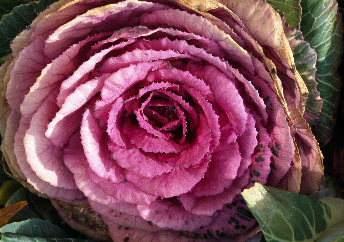 Brassica oleracea, Zierkohl