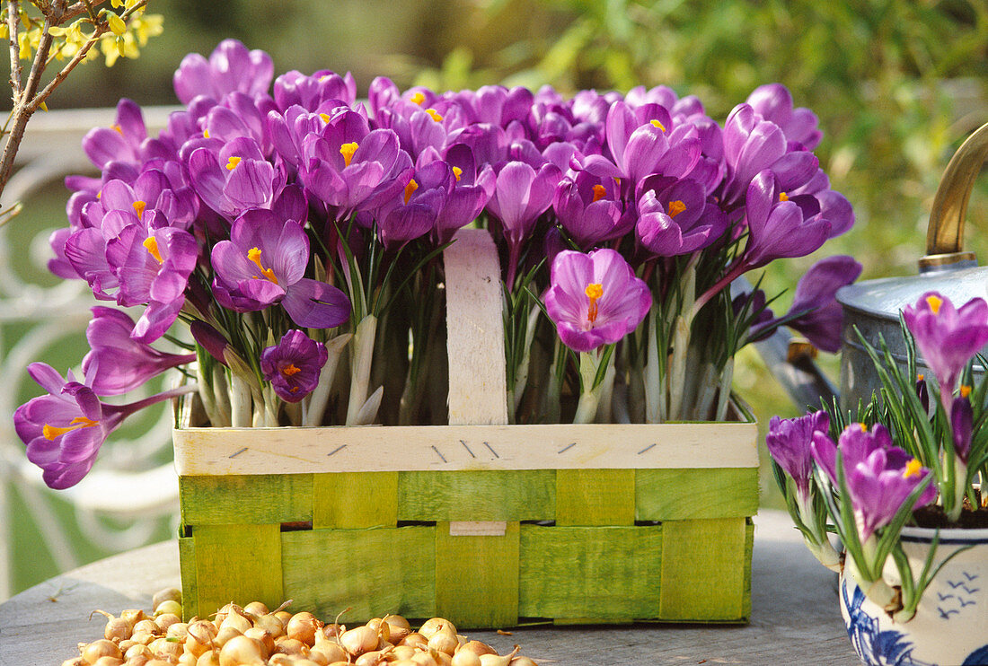 Crocus vernus 'Flower Record' (Krokus)