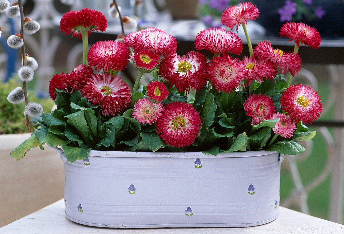 Bellis Perennis