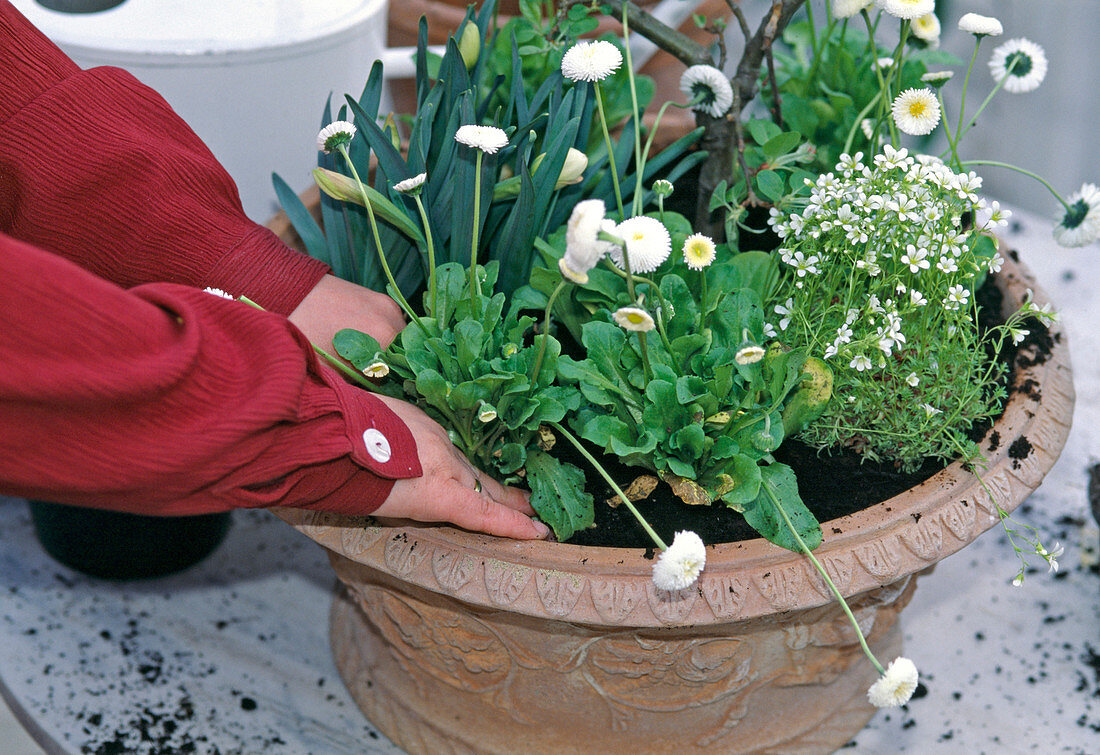 Pressing the soil firmly