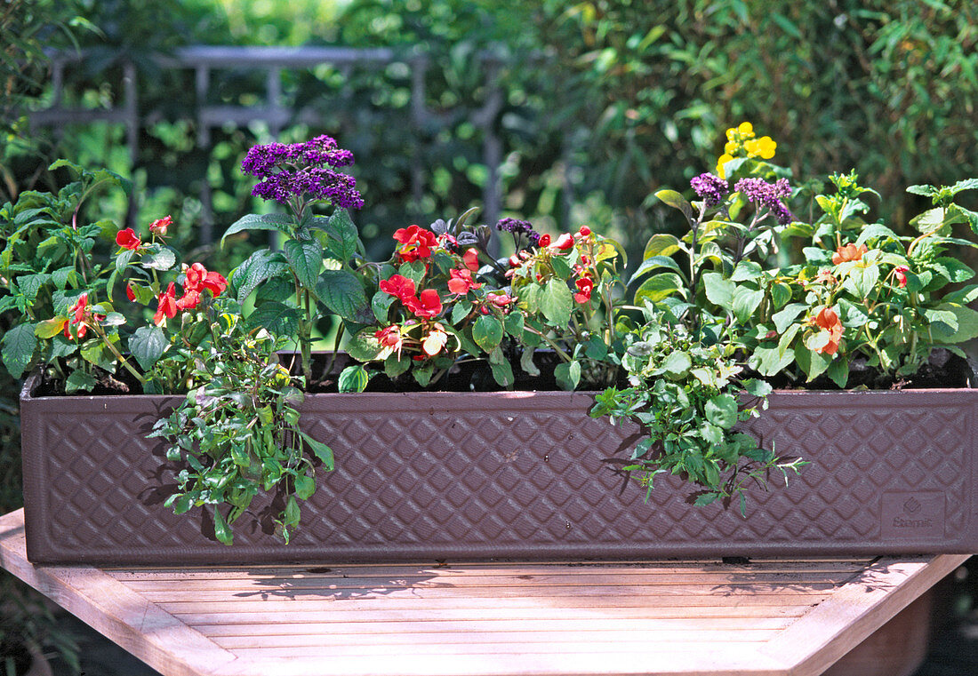 Step 13: Completely planted balcony box