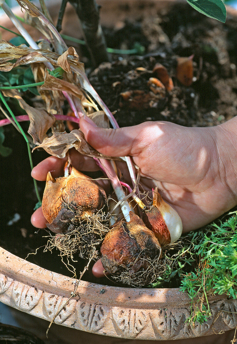 Bowl with ornamental apple and alternating underplanting (11/24)