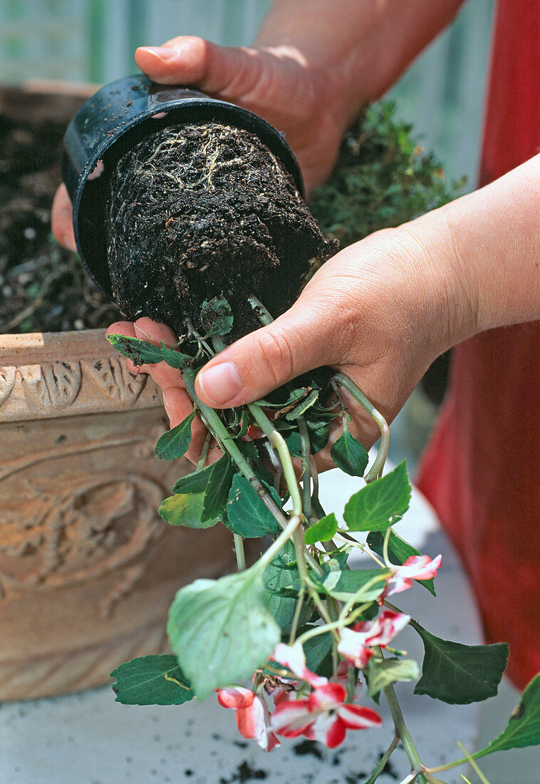 Bowl with ornamental apple and alternating underplanting (15/24)