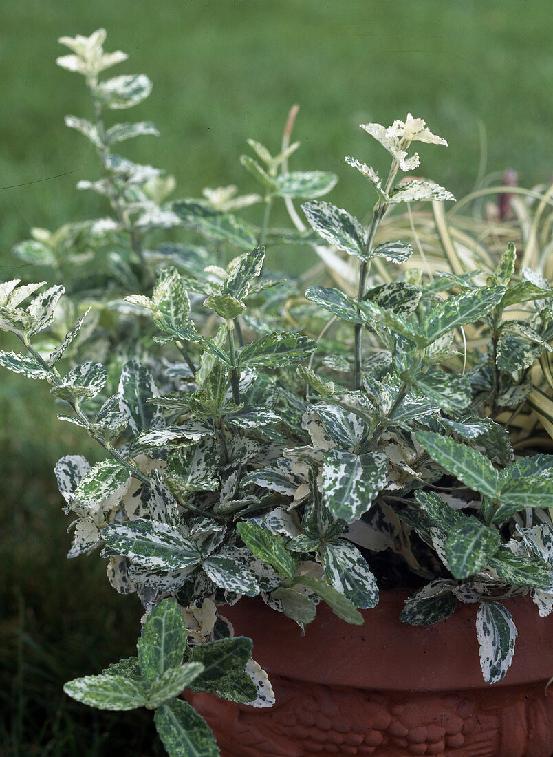 Euonymus fortunei 'Harlequin' (white creeping spindle)