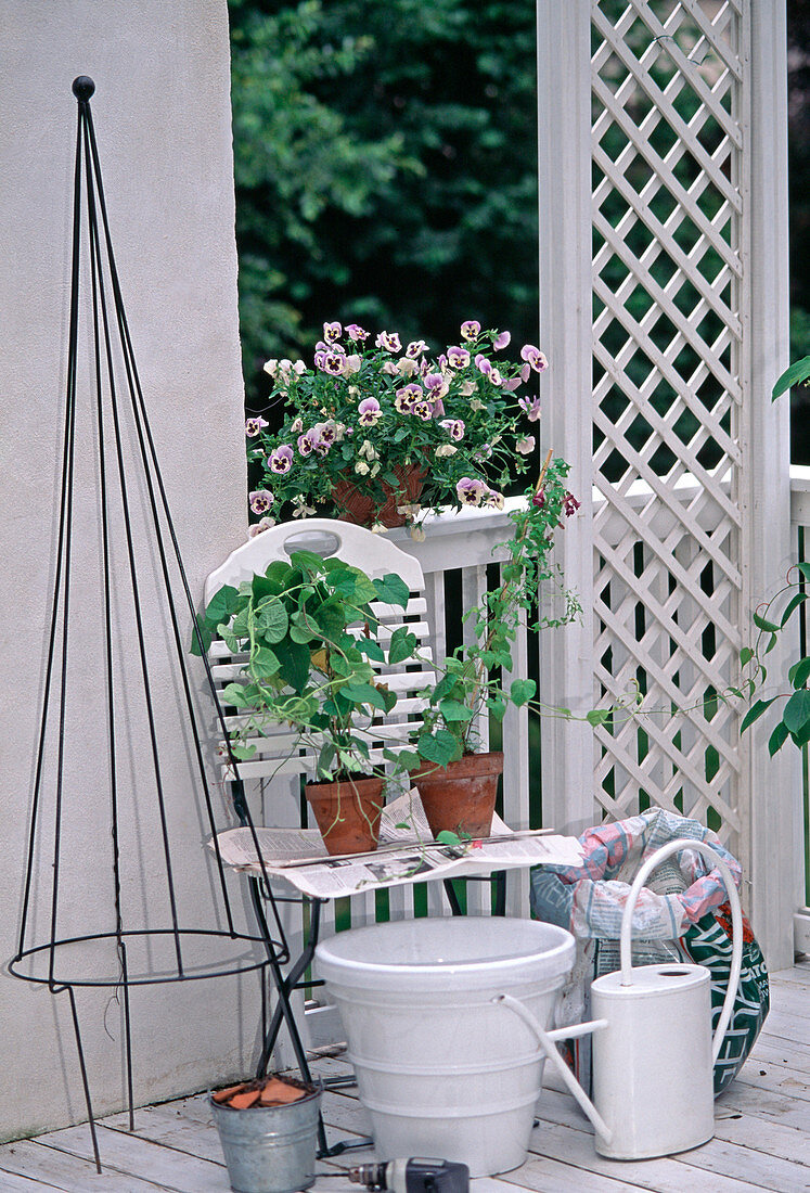 Pot with annual climbing plants