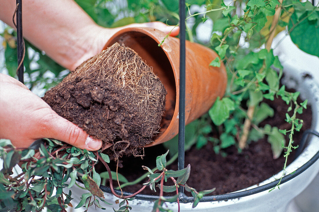 Pot with annual climbers