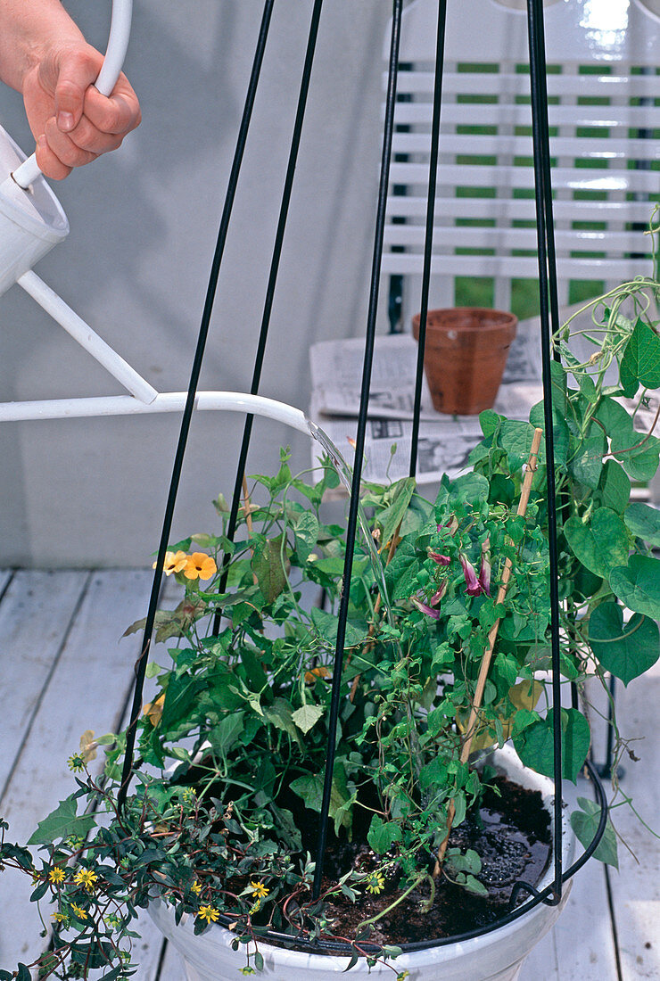 Pot with annual climbers