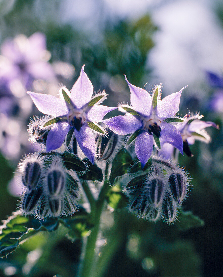 Borage