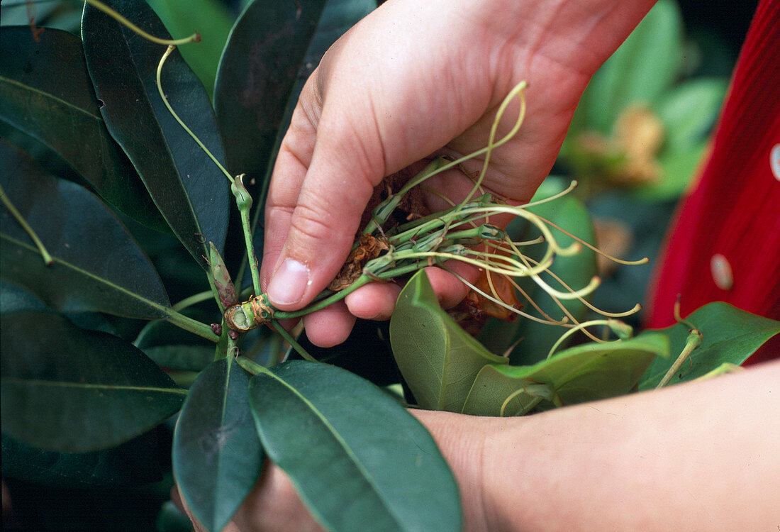 Remove faded parts from rhododendron