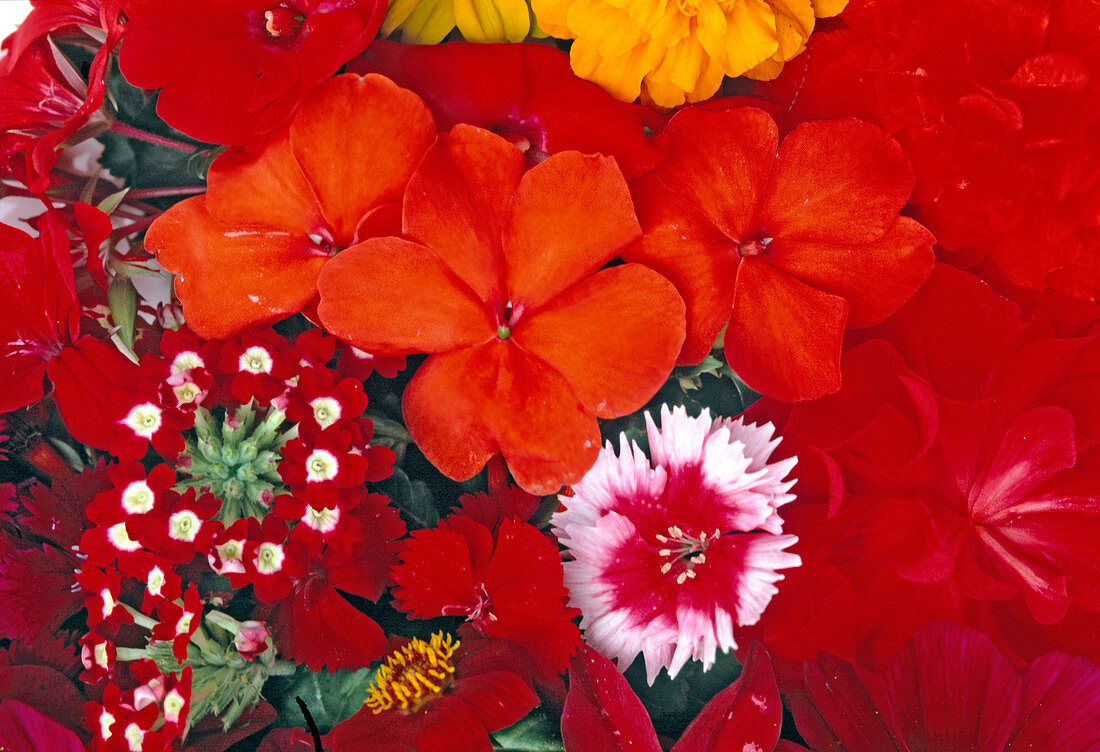 Rote Blüten: Dianthus, Impatiens, Begonia
