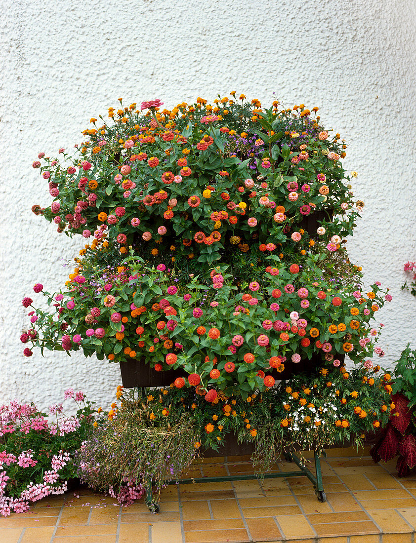 Boxes with zinnia (zinnias) and marigolds (marigolds)