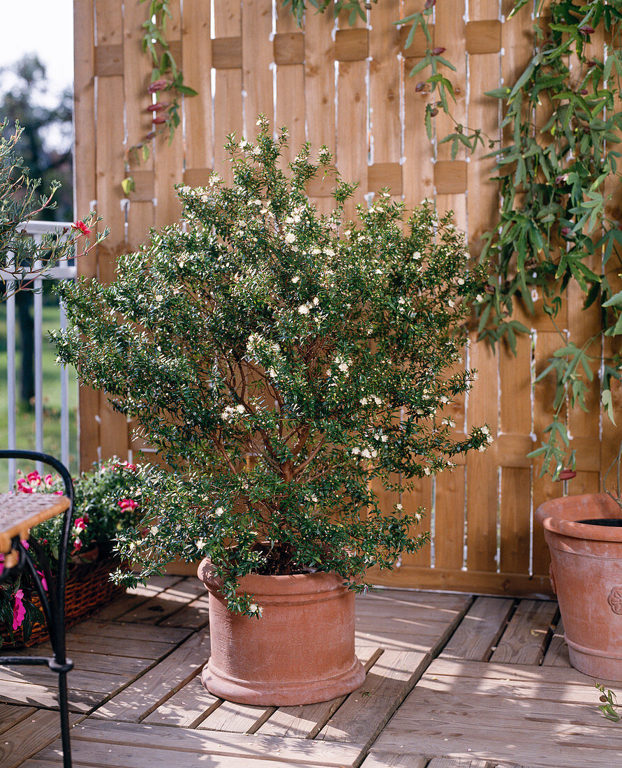 Flowering Myrtus communis (bridal myrtle) in terracotta pot