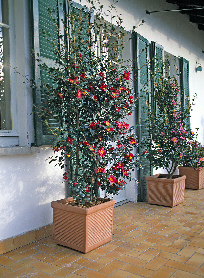 Camellia Sasanqua 'Hiryu' und 'Cleopatra'