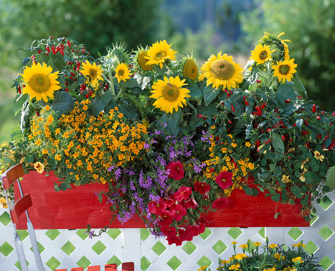 Tropaeolum majus (Kapuzinerkresse), Tagetes tenuifolia