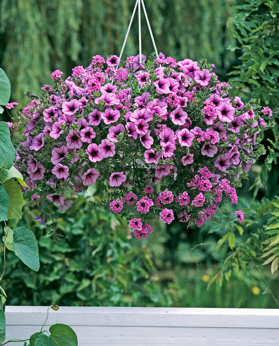 Verbena 'Tapien'