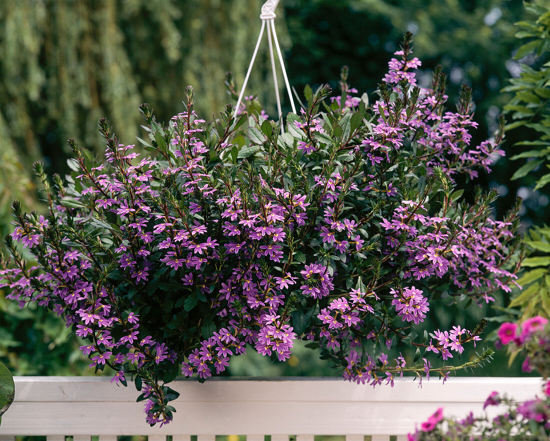 Hanging basket: Scaevola aemula 'Blue Wonder'