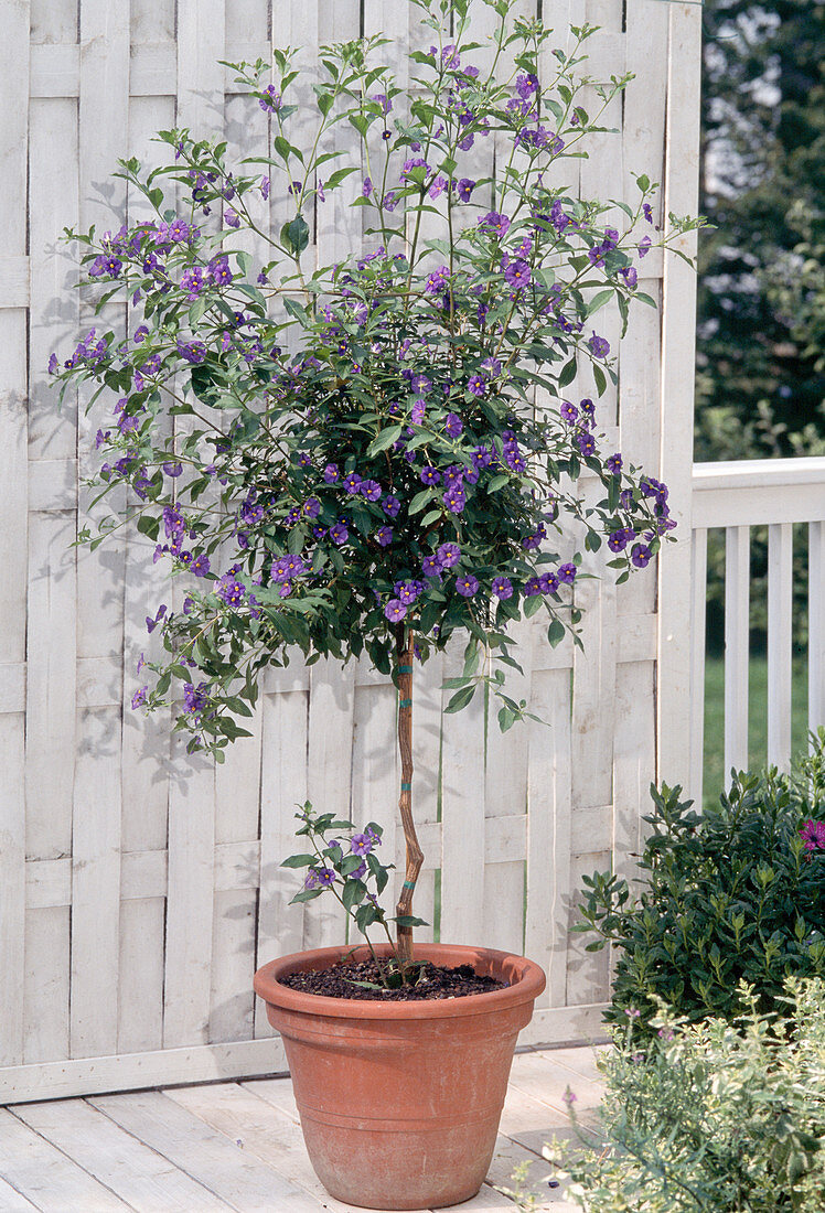 Solanum rantonnetii