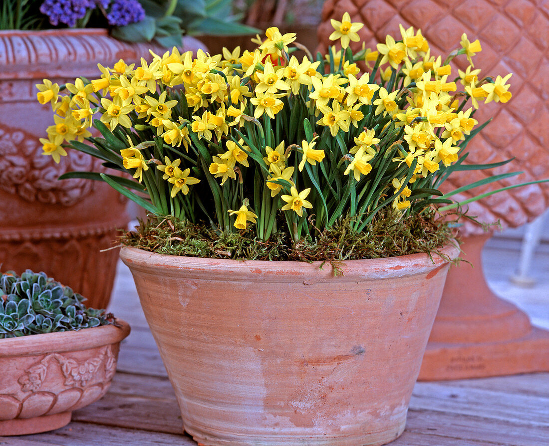 Narcissus 'Tete A Tete'