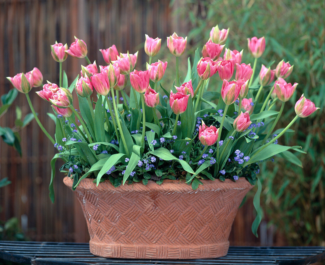 Tulpen und Myosotis