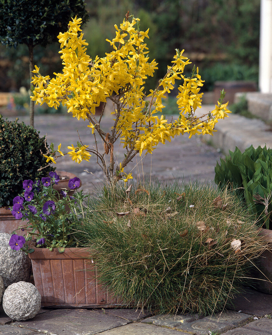 Forsythia intermedia, Festuca glauca, Viola wittrockiana