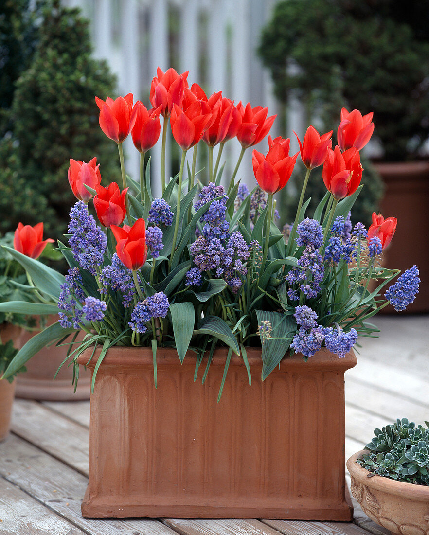 Tulips, double grape hyacinth