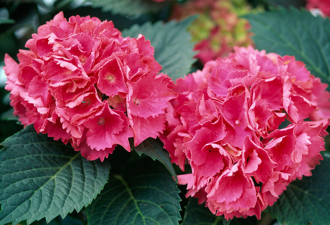 Hydrangea macrophylla