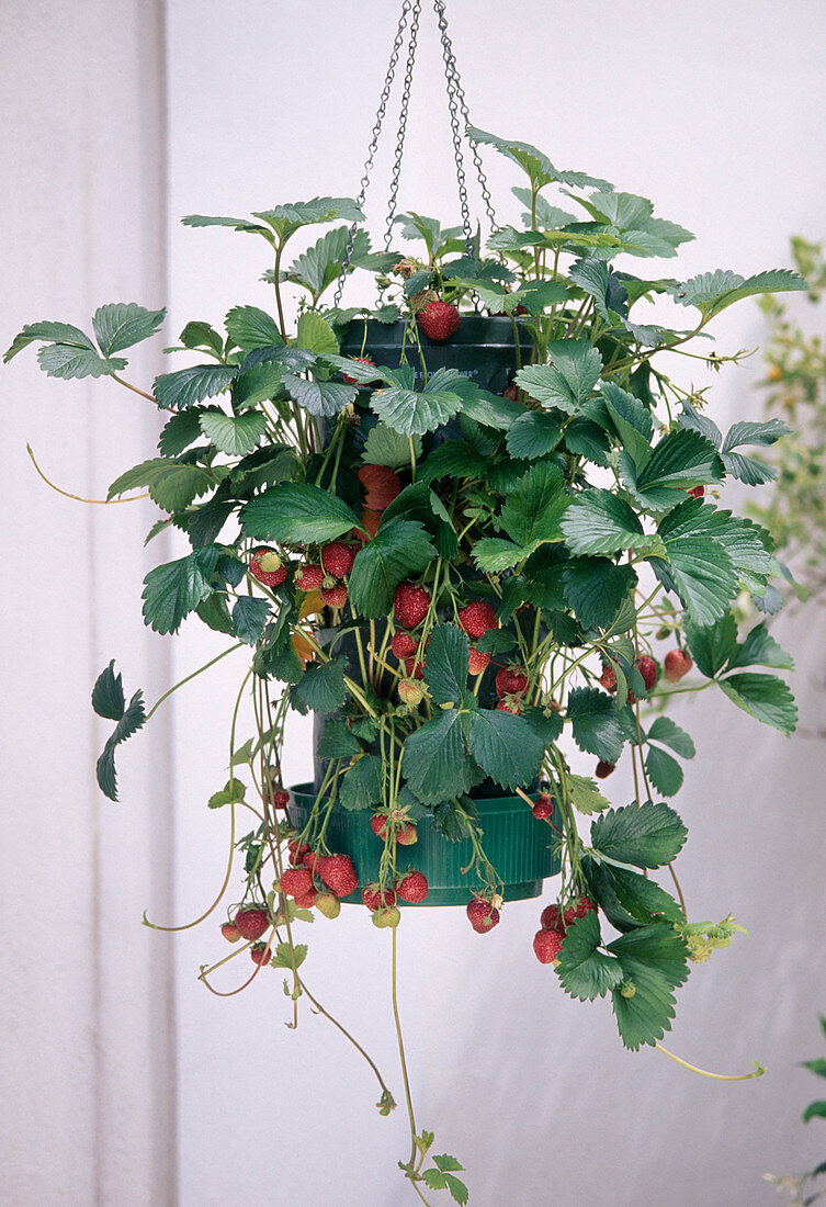 Erdbeeren (Fragaria) im Flower Tower, als Ampel aufgehängt