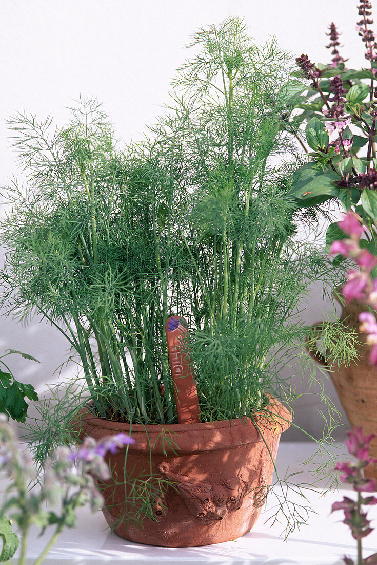 Dill (Anethum graveolens) in terracotta