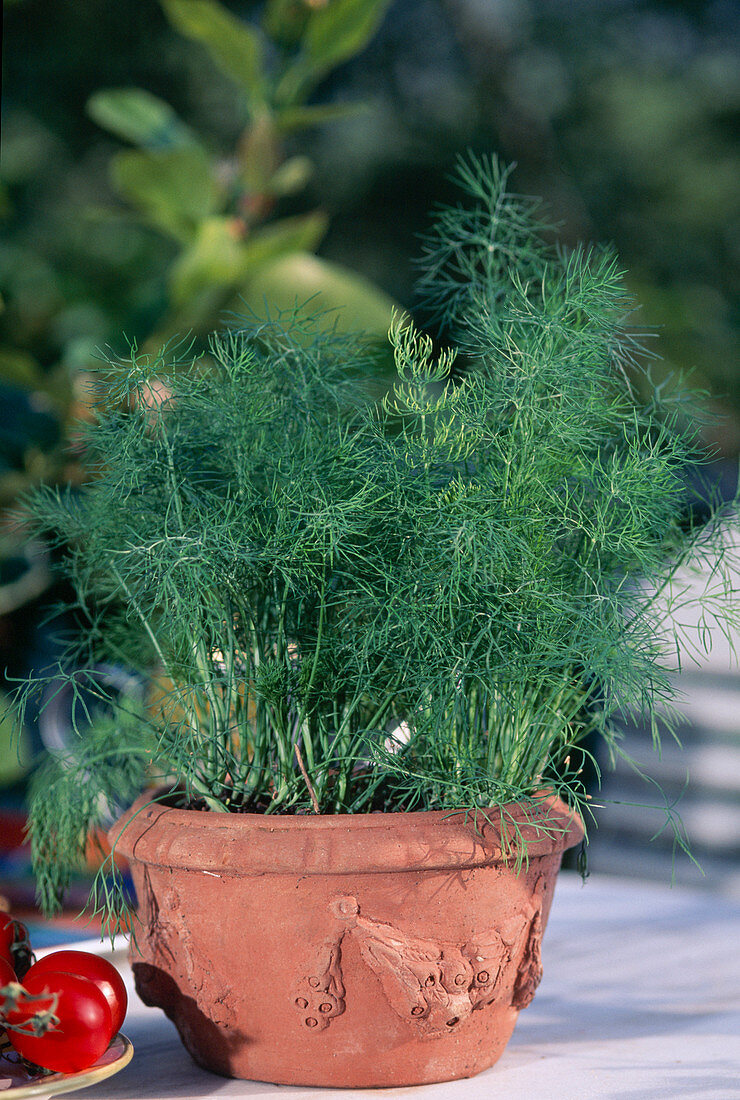 Dill (Anethum graveolens) in terracotta