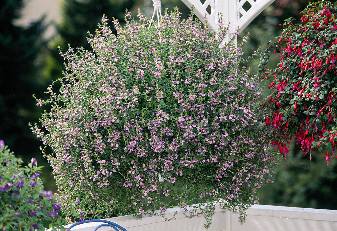 Scaevola aemula 'Blue Shamrock' (Blue fanflower)