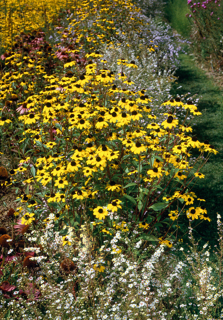 Rudbeckia triloba (Zweijähriger Sonnenhut)