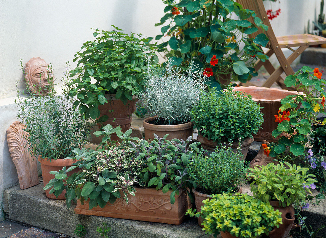 Herb arrangement in terracotta on stairs