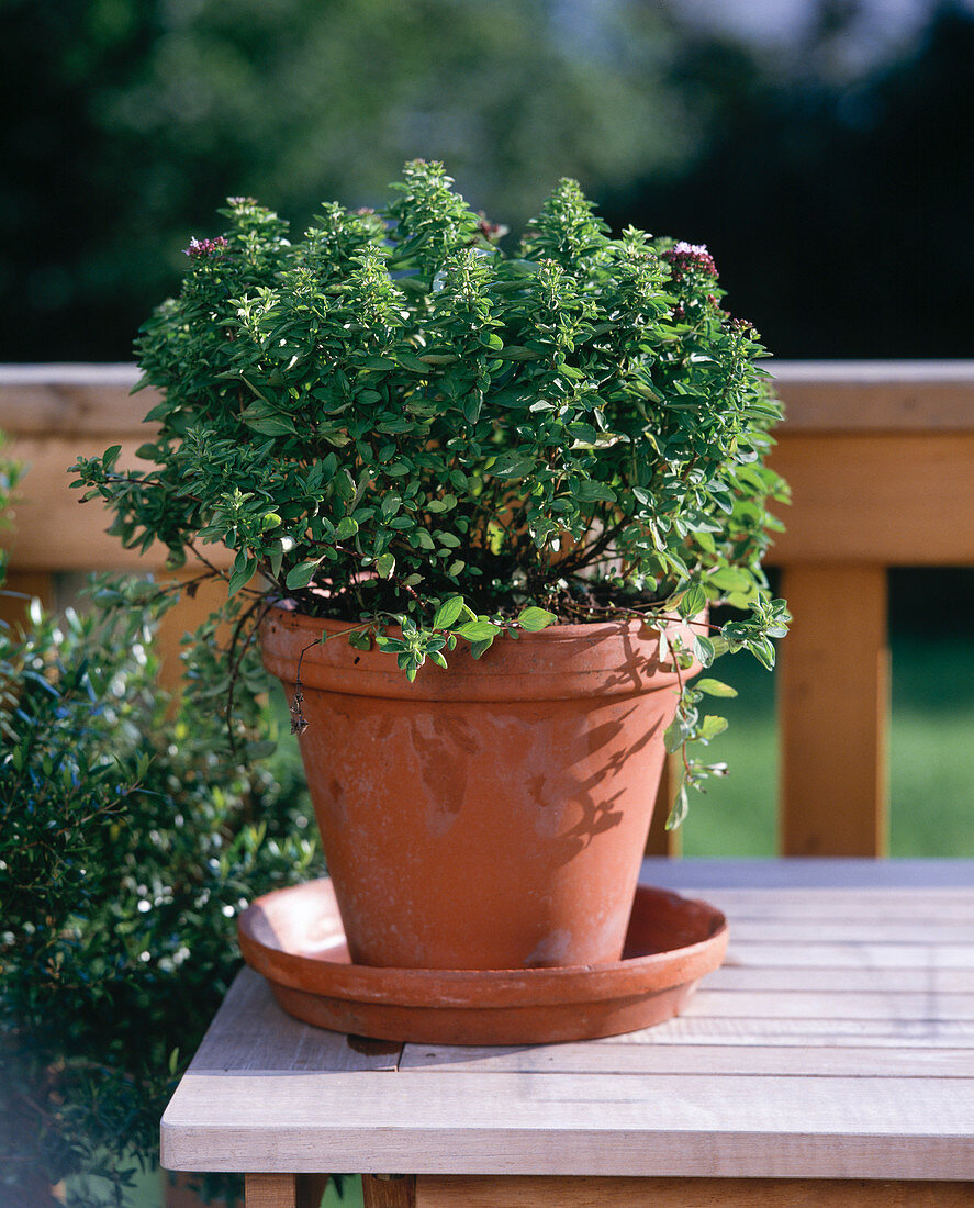 Origanum vulgare 'Compactum'